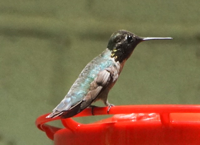 Black-chinned Hummingbird-100.jpg