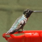 Black-chinned Hummingbird-100.jpg