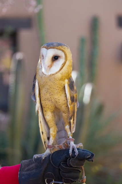 Barn Owl-53.jpg