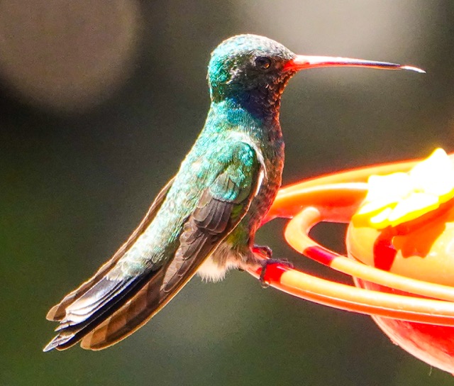 Broad-billed Hummingbird-548.jpg