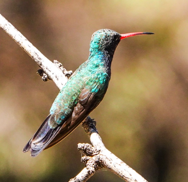 Broad-billed Hummingbird-549.jpg
