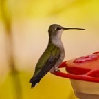 Rivoli's Hummingbird female-124.jpg