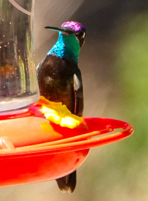 Rivoli's Hummingbird-291.jpg