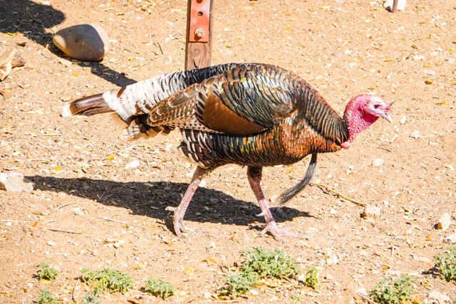 Wild Turkey-141.jpg