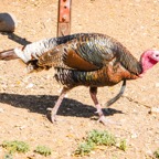 Wild Turkey-141.jpg
