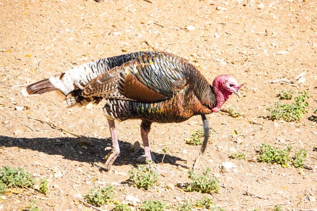 Wild Turkey-142.jpg