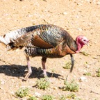 Wild Turkey-142.jpg