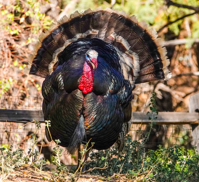 Wild Turkey-194.jpg