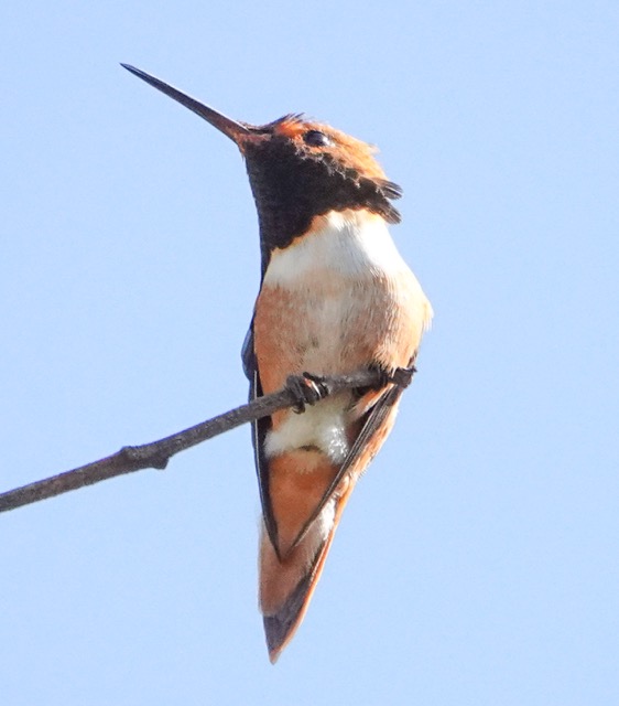 Allan's Hummingbird-3.jpg