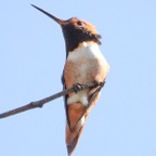 Allan's Hummingbird-3.jpg