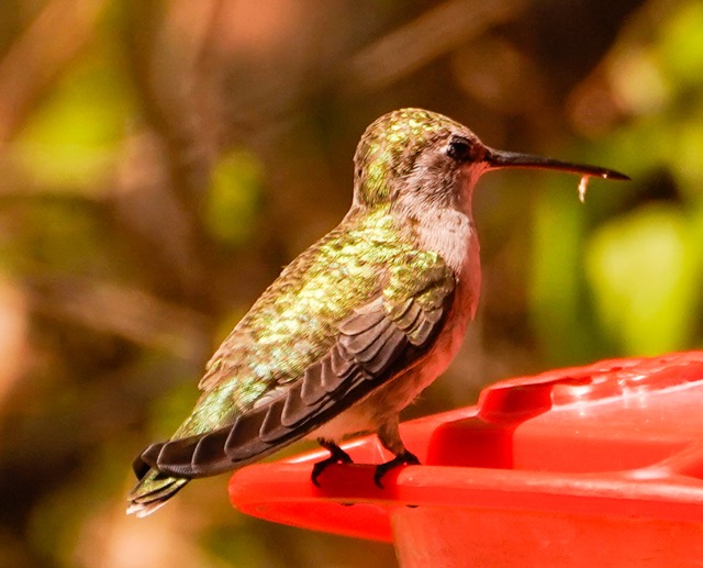Anna's Hummingbird-64.jpg