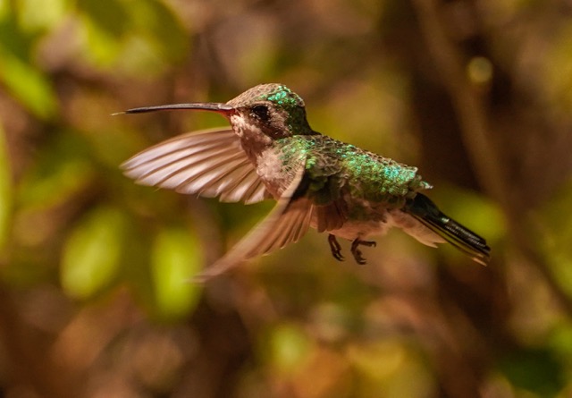 Anna's Hummingbird-73.jpg