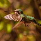 Anna's Hummingbird-73.jpg