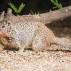 Arizona Grey Squirrel-105.jpg
