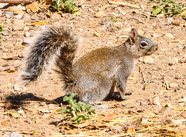 Arizona Grey Squirrel-175.jpg