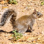 Arizona Grey Squirrel-175.jpg