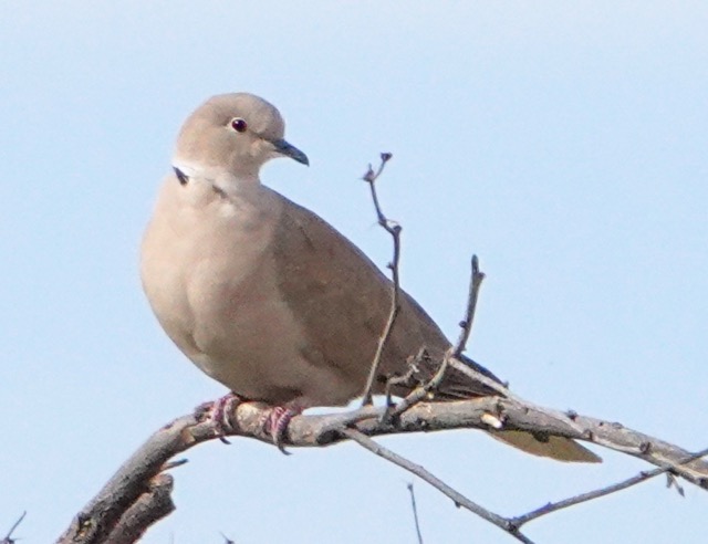 Eurasian Collared Dove-10.jpg