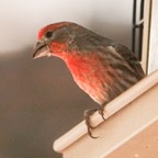 House Finch red plumage-356.jpg