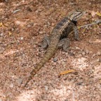 Lizard Desert Botanical Garden-222.jpg