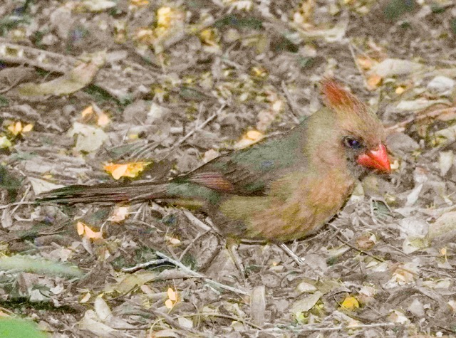 Northern Cardinal female-80.jpg