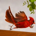 Northern Cardinal in flight-125.jpg