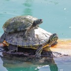 Turtle hitching a ride-24.jpg