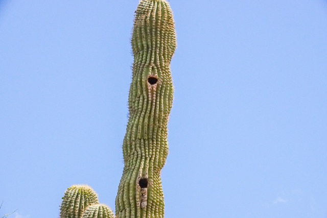 Woodpecker nests in Cactus  Desert Botanical Garden-230.jpg