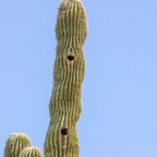 Woodpecker nests in Cactus  Desert Botanical Garden-230.jpg