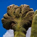 Woodpecker nests in Cactus  Desert Botanical Garden-235.jpg
