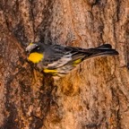 Yellow-rumped Warbler-118.jpg