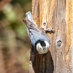 White-breasted Nuthatch-178.jpg