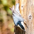 White-breasted Nuthatch-179.jpg