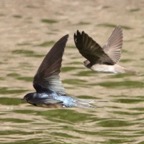 Violet-green Swallow adult & juvnile-117.jpg