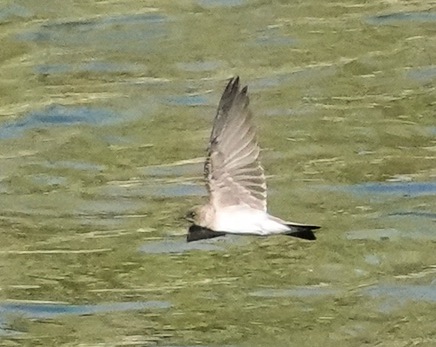 Violet-green Swallow juvenile-190.jpg