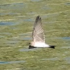 Violet-green Swallow juvenile-190.jpg