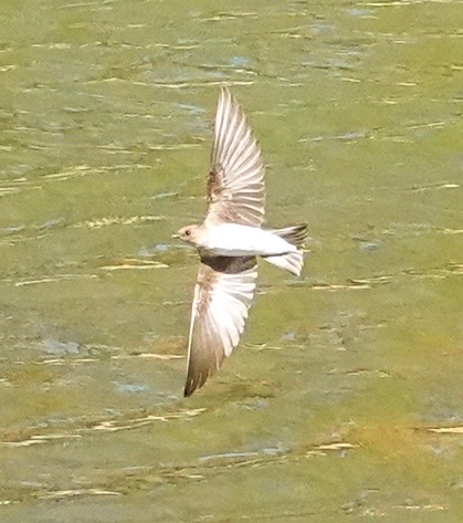 Violet-green Swallow juvenile-294.jpg