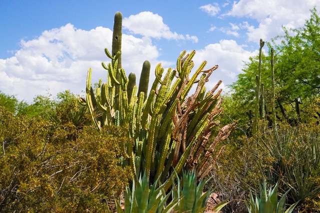 Cacti Desert Botanical Garden-220.jpg