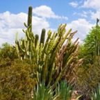 Cacti Desert Botanical Garden-220.jpg