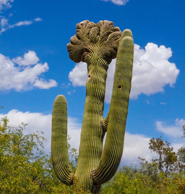 Cactus  Desert Botanical Garden-236.jpg