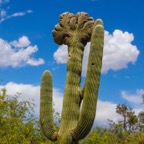 Cactus  Desert Botanical Garden-236.jpg