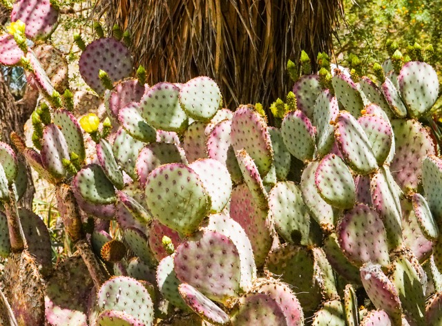 Cactus  Desert Botanical Garden-244.jpg