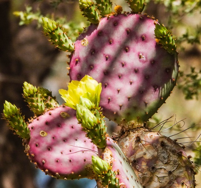 Cactus  Desert Botanical Garden-245.jpg