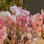 Cactus  Desert Botanical Garden-249.jpg