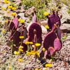 Cactus Desert Botanical Garden-216.jpg