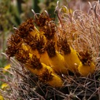 Cactus Desert Botanical Garden-217.jpg