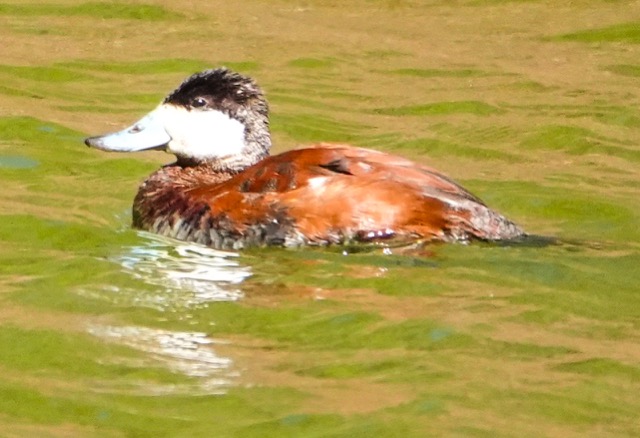 Ruddy Duck male breeding-268.jpg