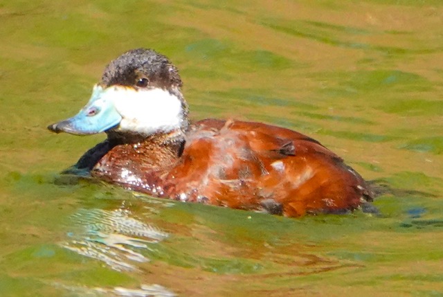 Ruddy Duck male breeding-271.jpg