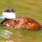 Ruddy Duck male breeding-271.jpg