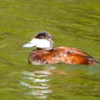 Ruddy Duck male breeding-272.jpg