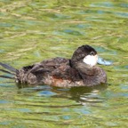 Ruddy Duck male-68.jpg